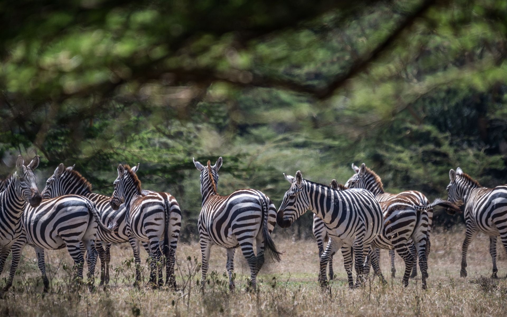 A herd of wild zebras in the grasslands