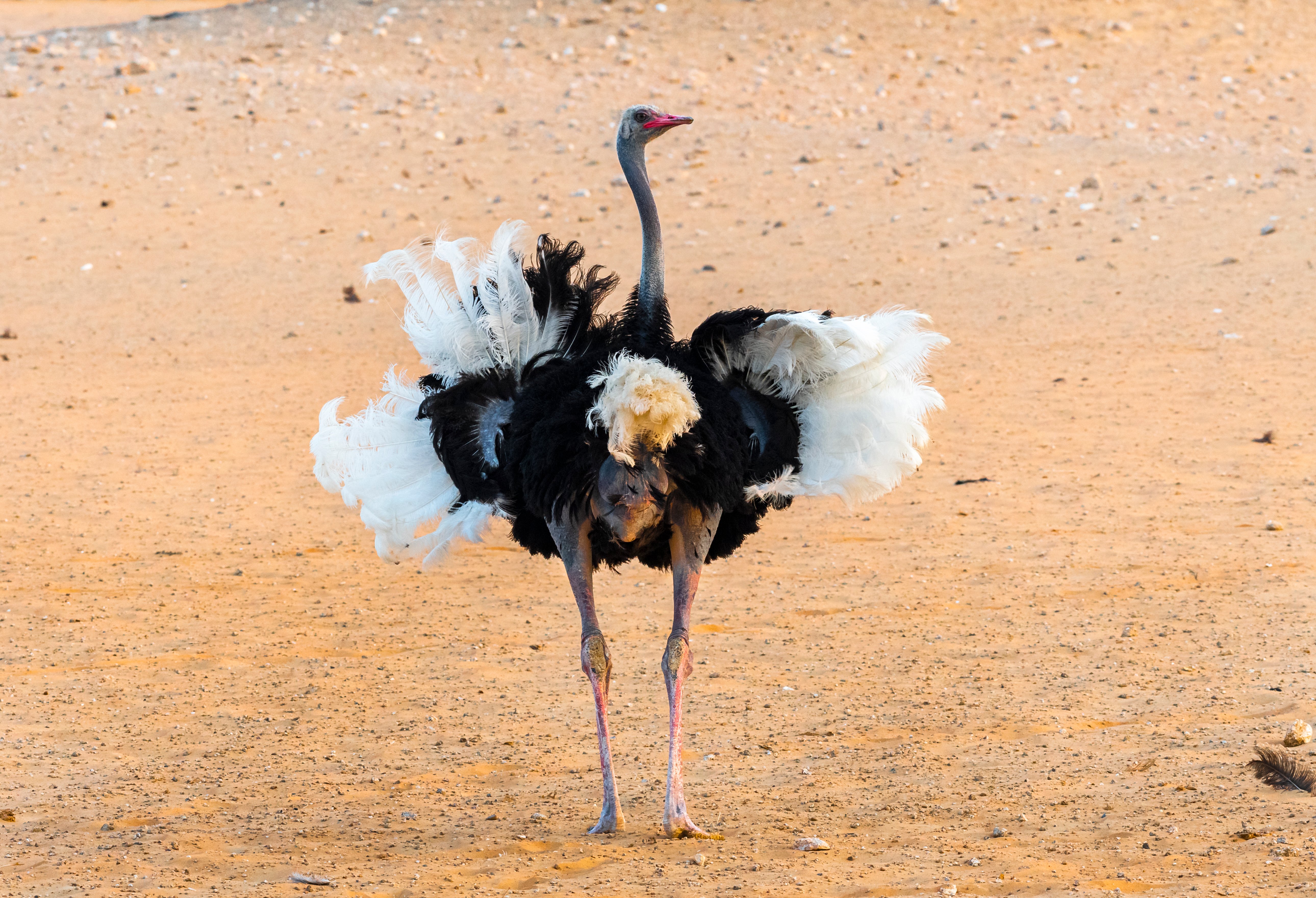 Male Somali Ostrich spreading its wings in the desert, Abu Dhabi, UAE; Shutterstock ID 1531350554; licensed for use globally in all media.