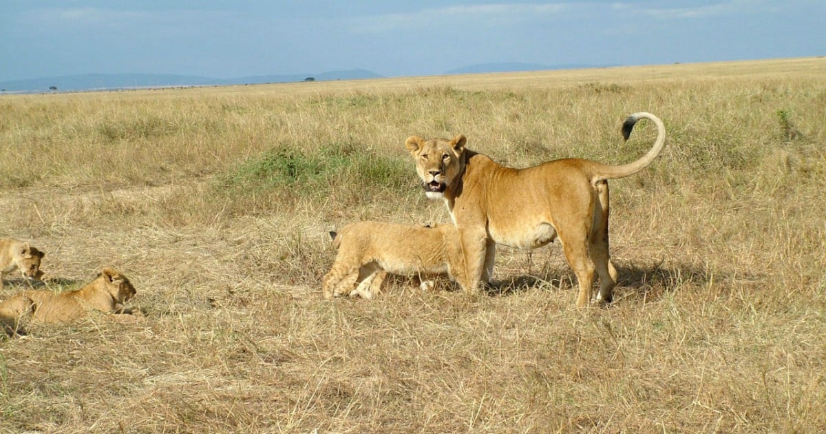 UN Tackles Illegal Wildlife Trade in Wake of Cecil the Lion Death