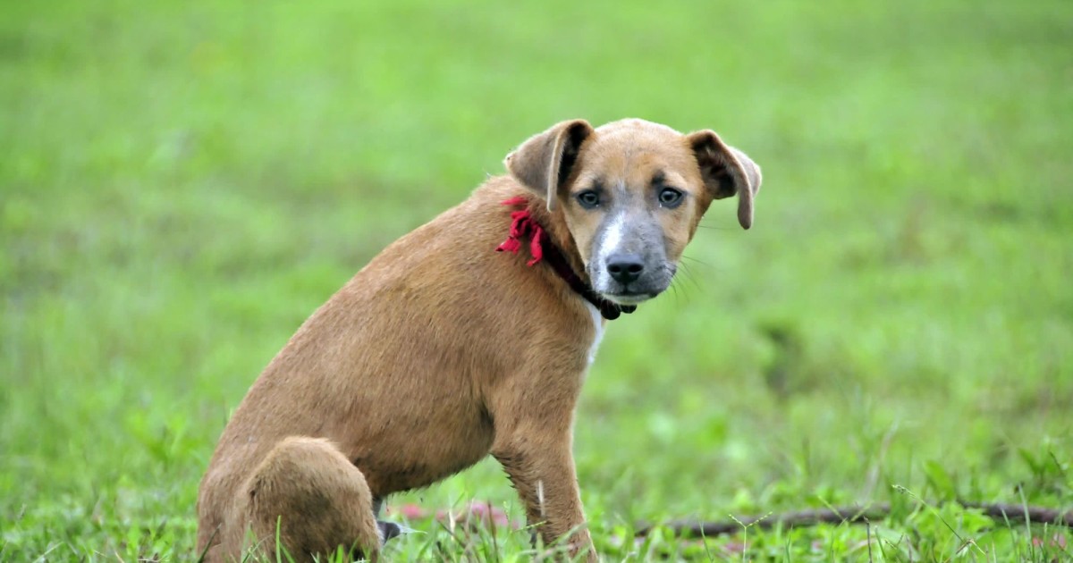 We must remember animals when natural disasters strike