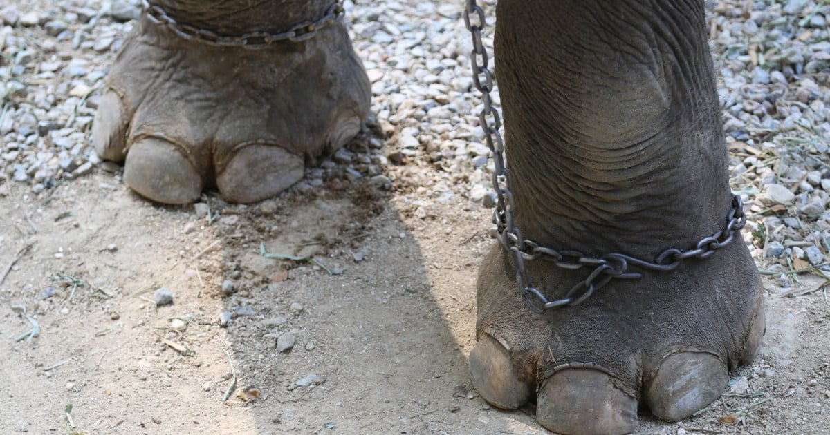 Thomas Cook Group elephant petition update