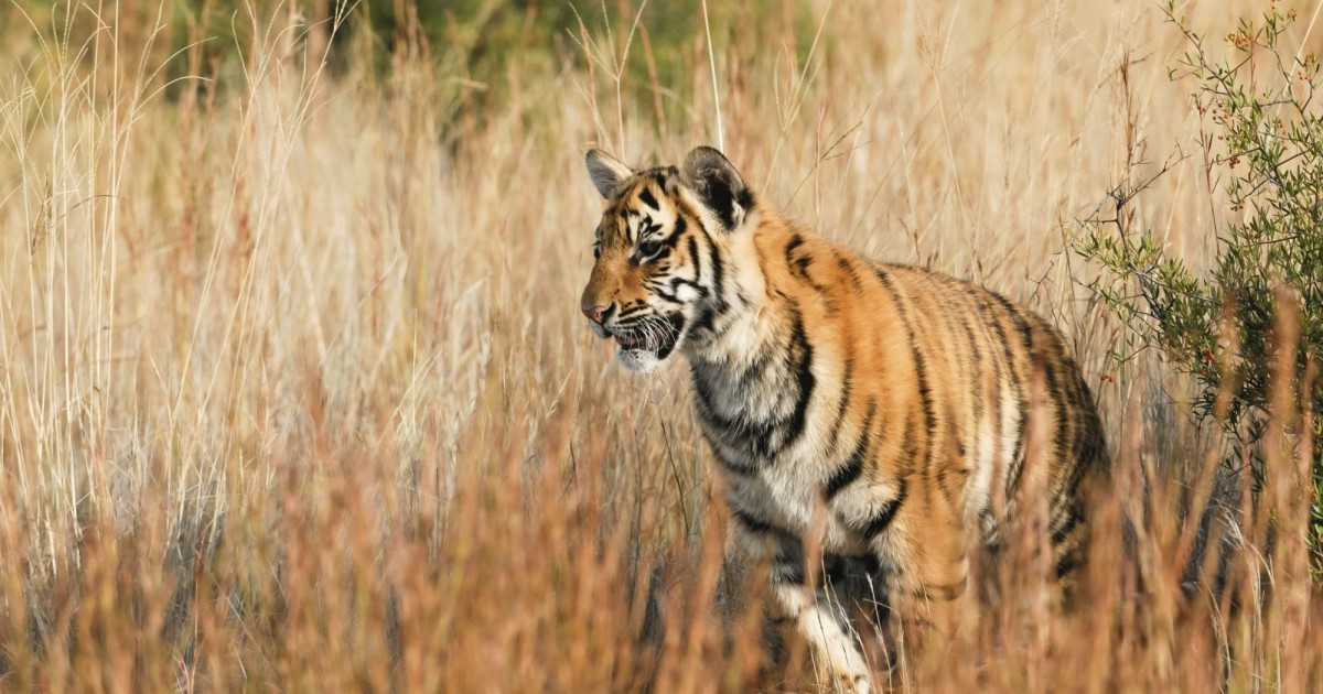 11 Facts About Tigers  World Animal Protection