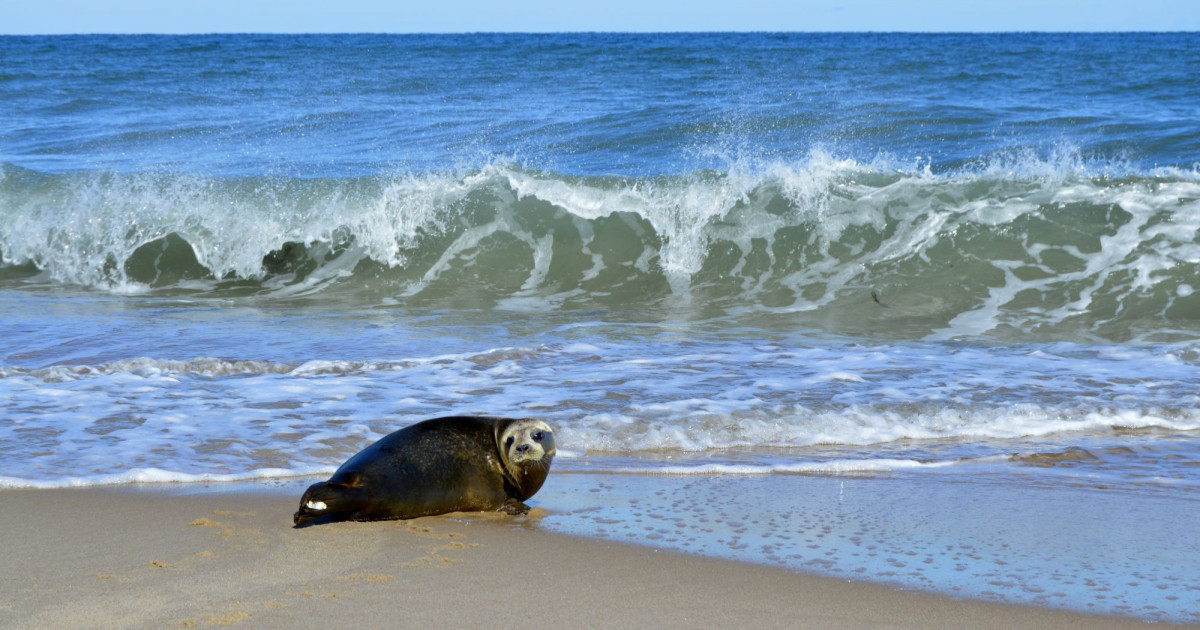 How Plastic Pollution Is Affecting Seals And Other Marine Life