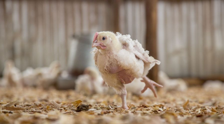 Panera Bread Becomes First Restaurant Chain to Commit to Slow-Growing  Chickens - Organic Authority