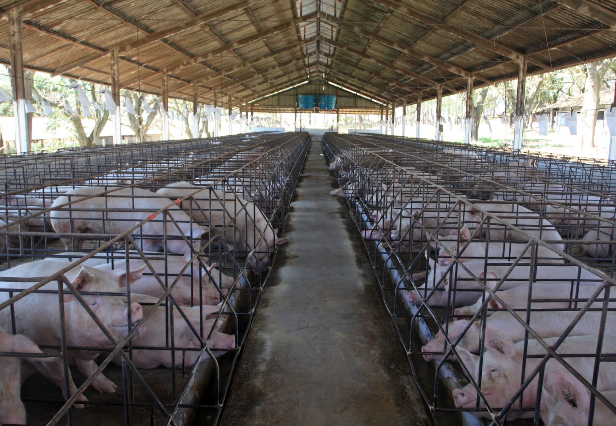 It’s Time To Rip The Antibiotics Band-aid Off Factory Farming