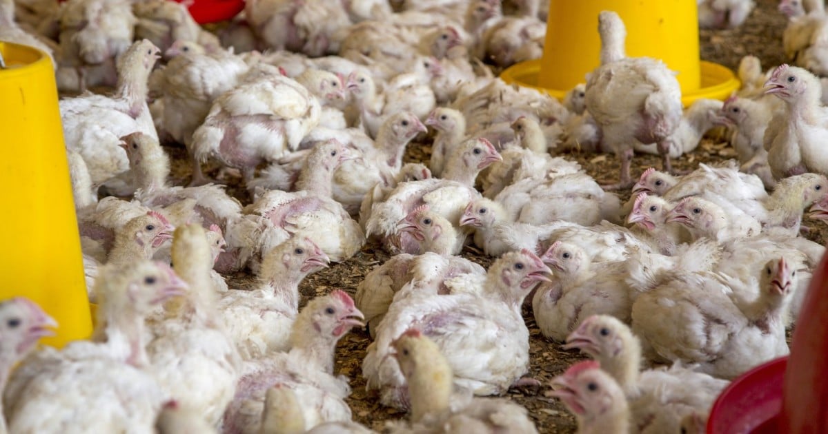 https://www.worldanimalprotection.org/siteassets/article/25_day_old_broiler_meat_chickens_in_an_indoor_deep-litter_system_typical_of_independent_farms_in_east_africa.jpg
