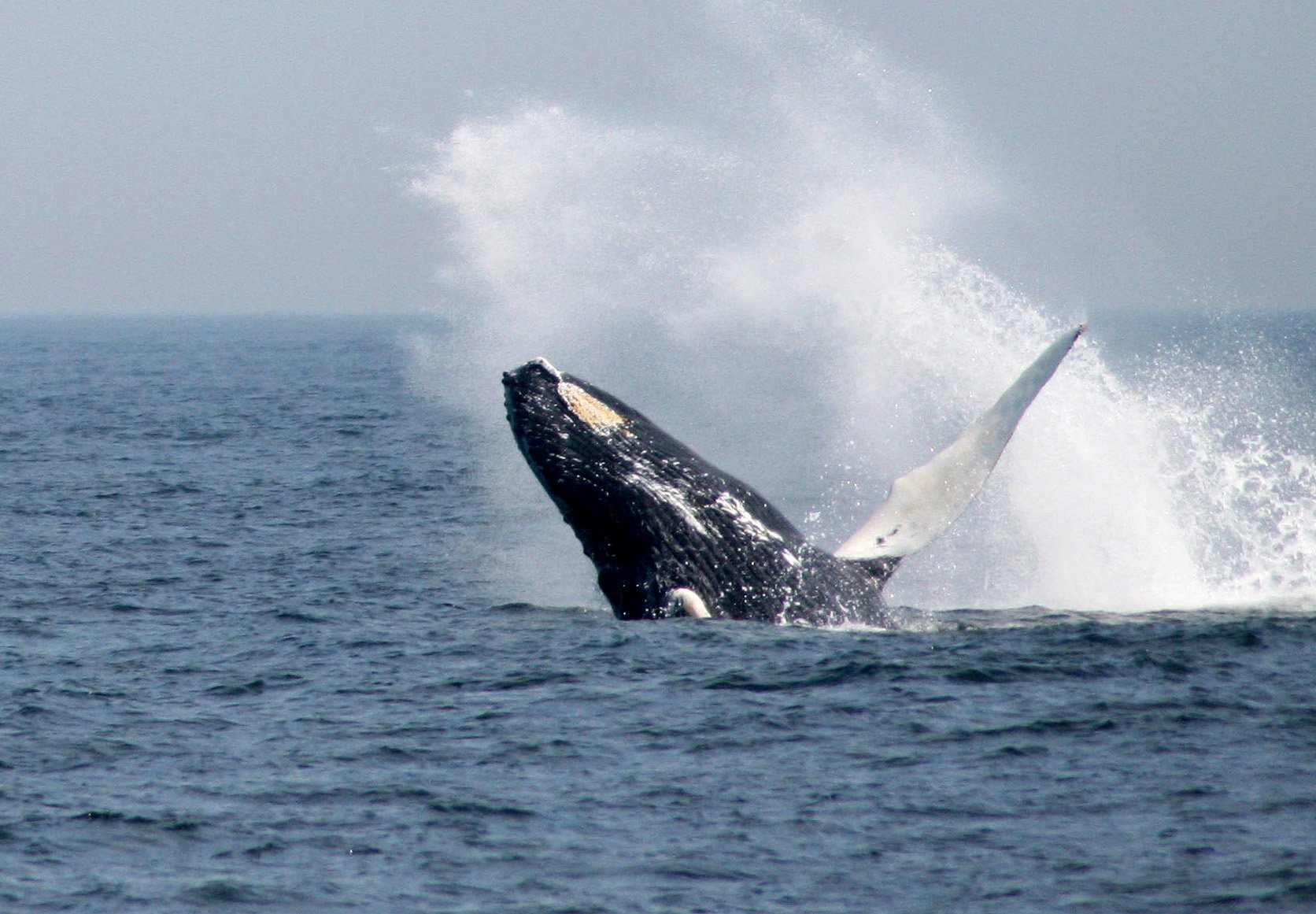 IUCN votes to halt Japan’s 'scientific' whaling