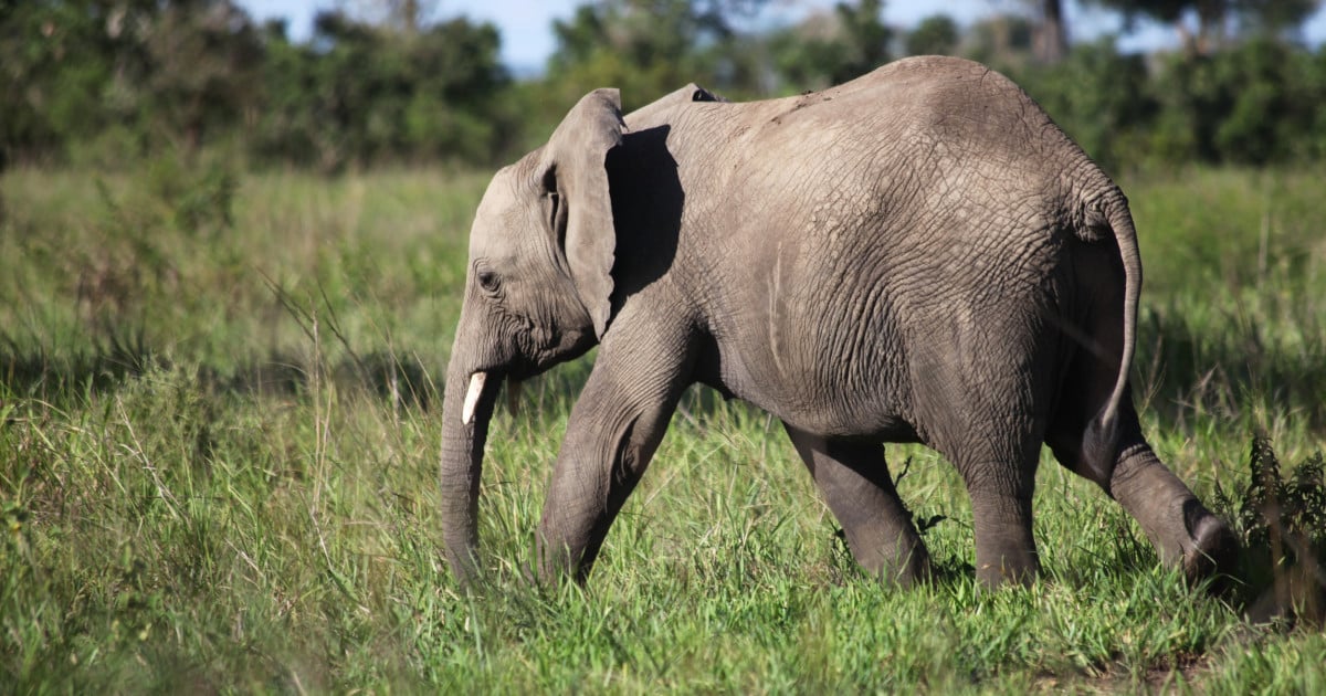 Understanding elephant empathy and their emotions