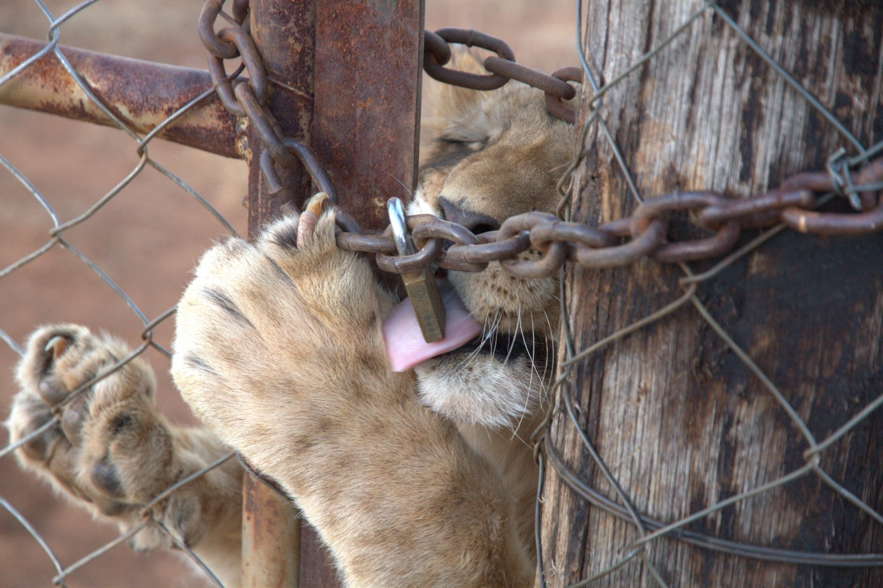 Lion farms putting lives of animals and people at risk of disease