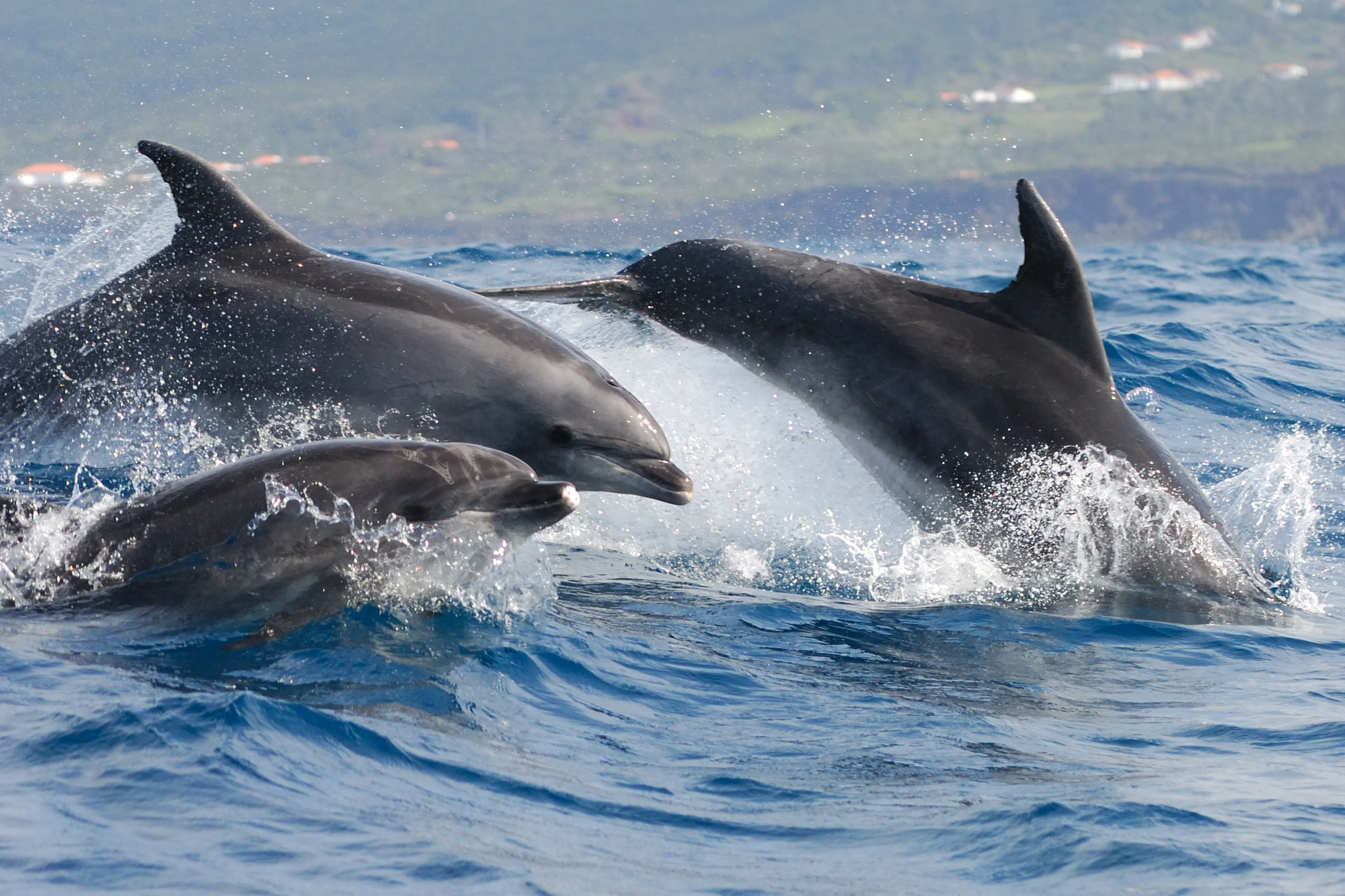 We respond to dolphin farming plans in Taiji, Japan