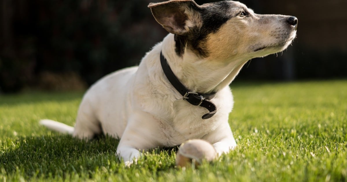 Canine carry outs on sale dog treats killing dogs