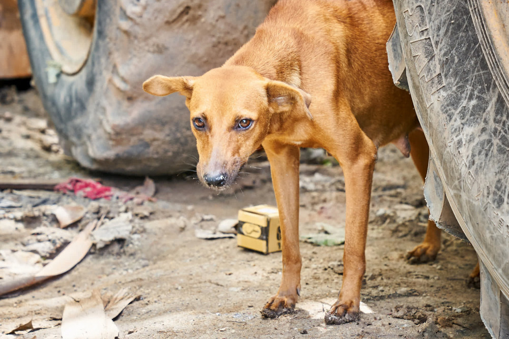 Helping Thousands Of Animals After Floods And Landslides Hit Sri Lanka