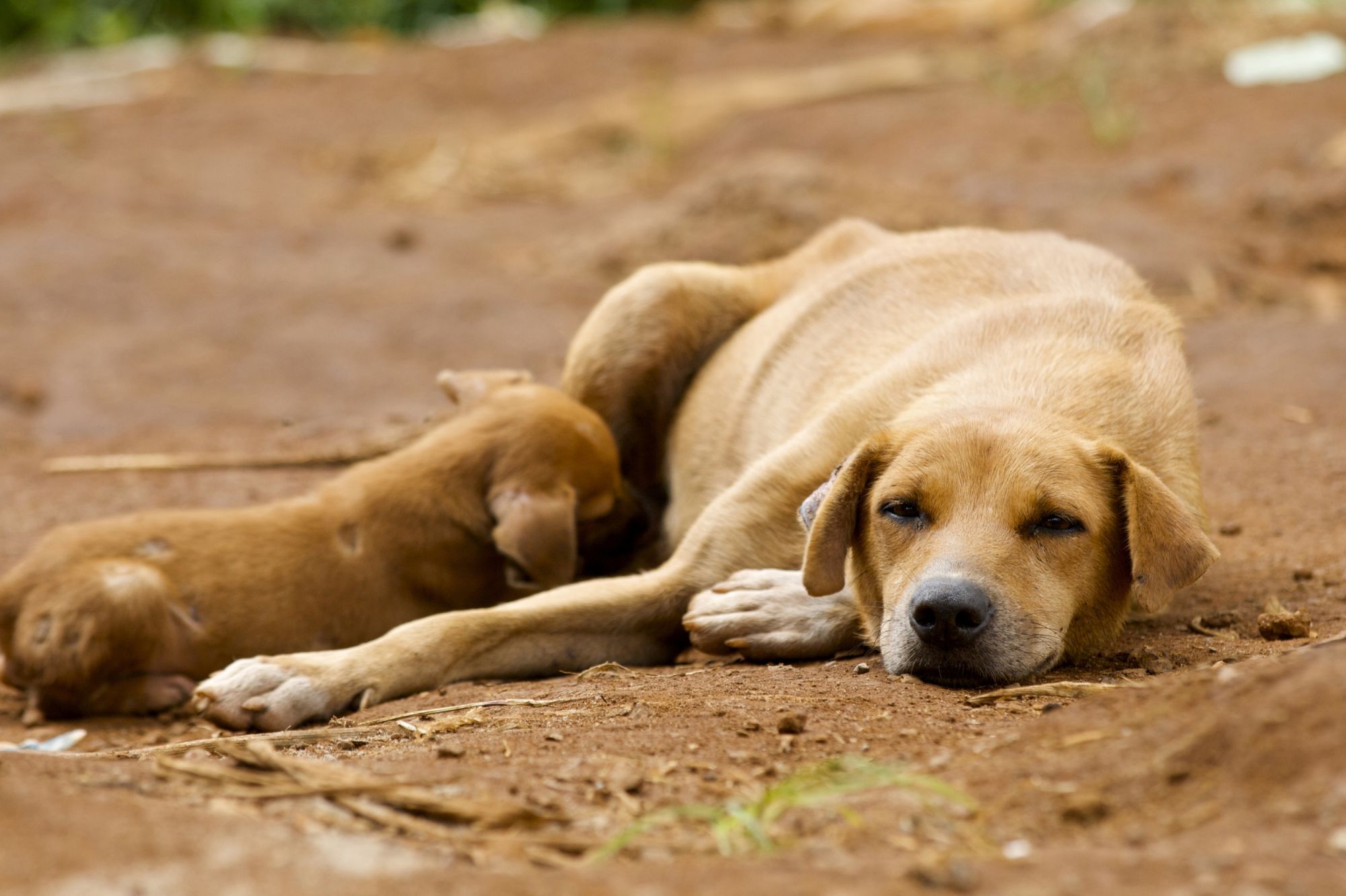 https://www.worldanimalprotection.org/siteassets/article/dogs_lying_down_together_in_sierra_leone_-_better_lives_for_dogs_-_world_animal_protection.jpg