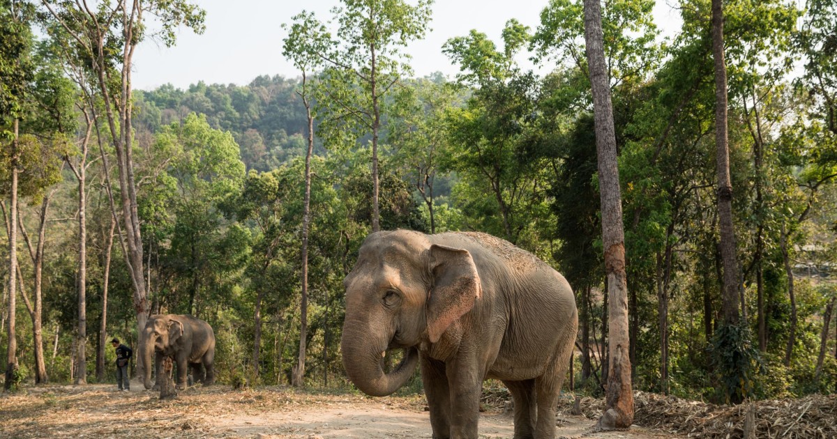 Thai Elephant Camp Pioneering Elephant Friendly Tourism In Thailand