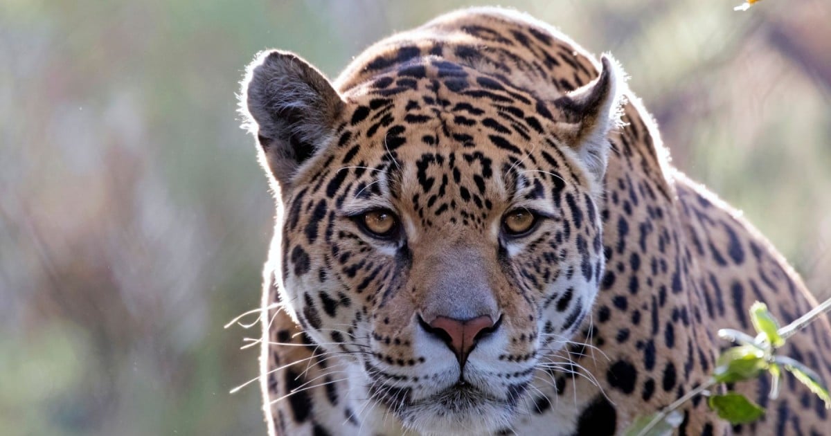 11 Captivating Facts About Wildlife Conservation 