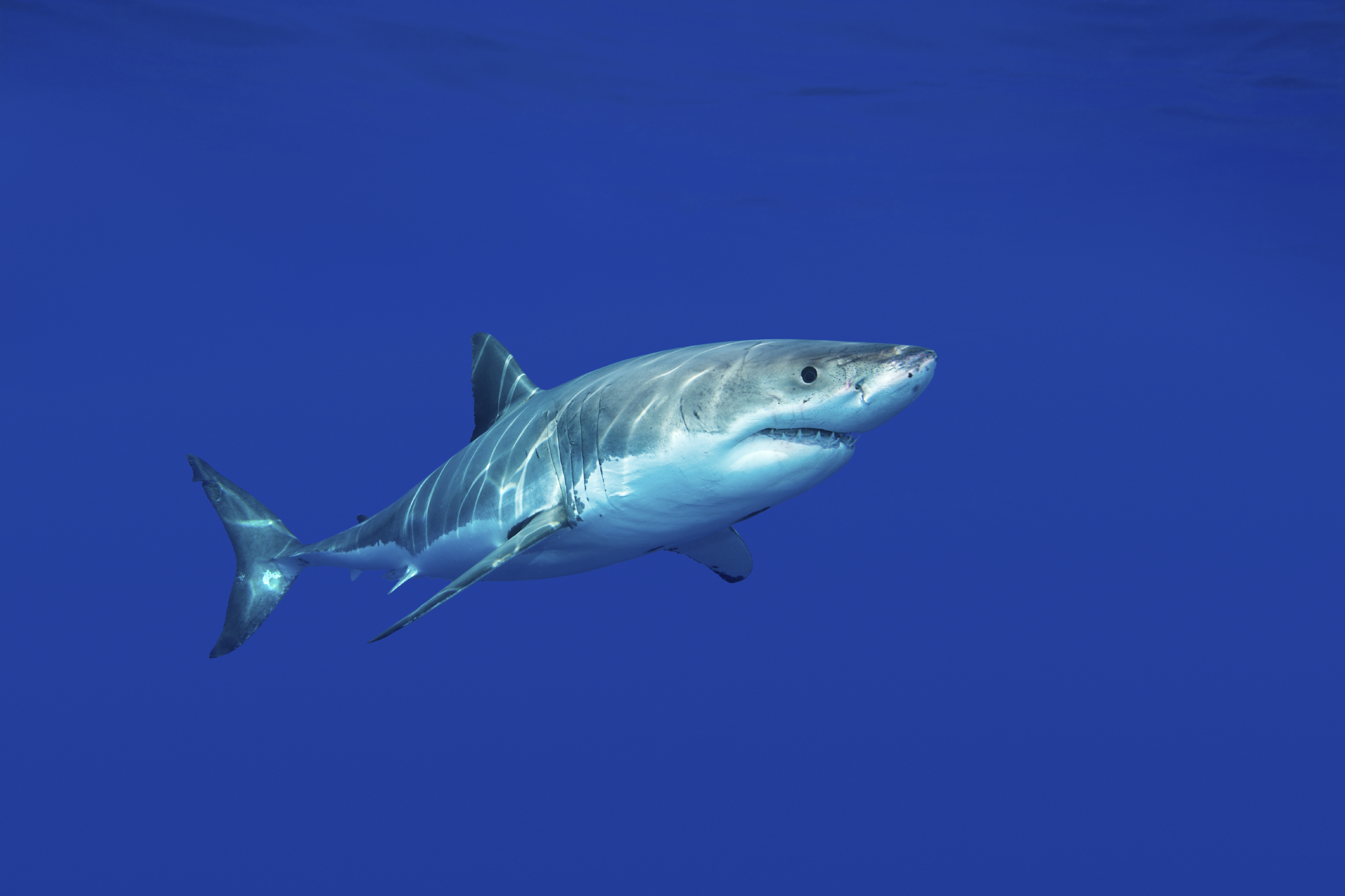 Голубая акула реальная рыбалка. Белая акула Carcharodon carcharias фото. Isurus paucus. Barracuda Hunter 4.5.