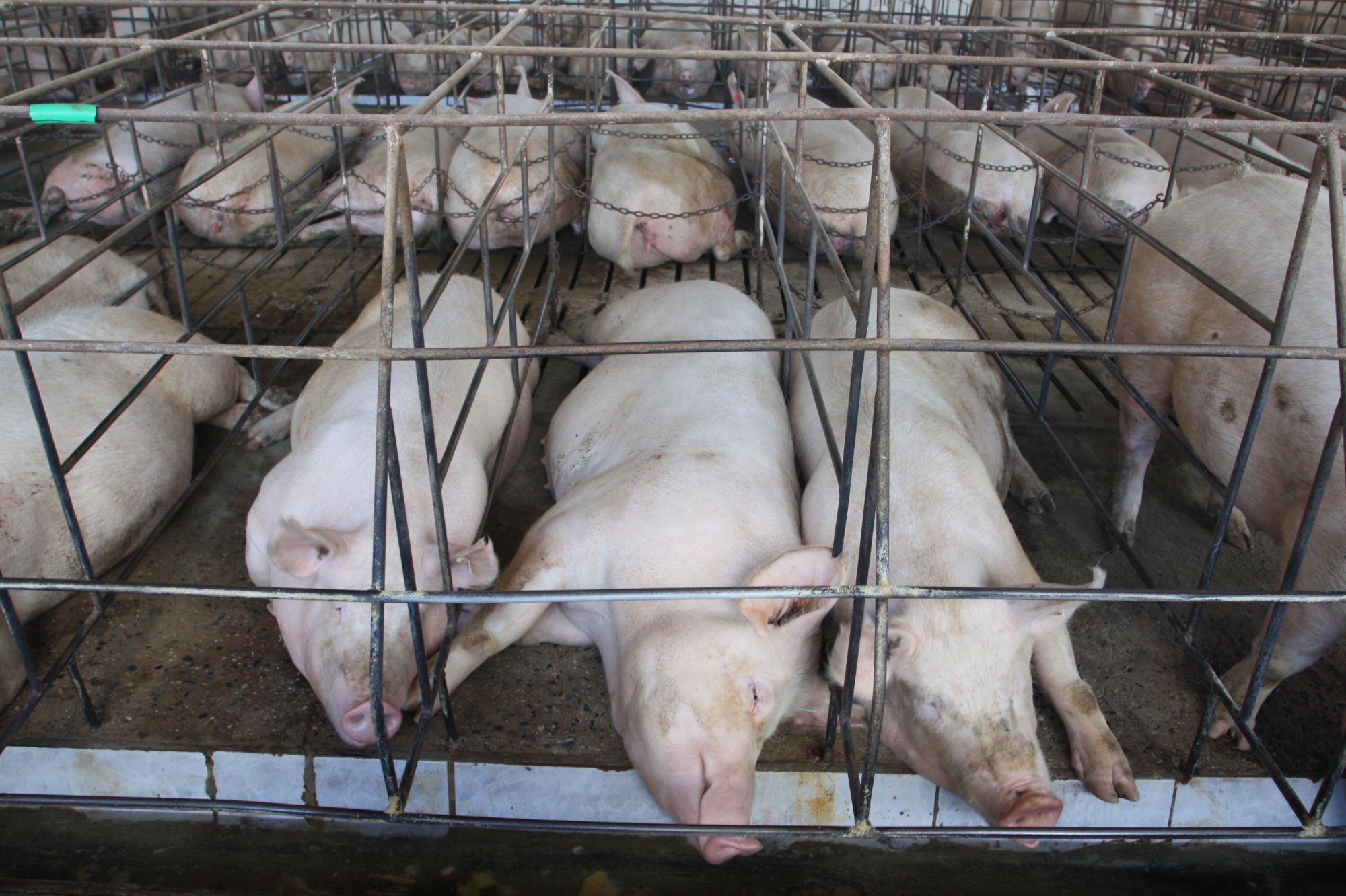 The heartbreaking story behind intensive pig breeding