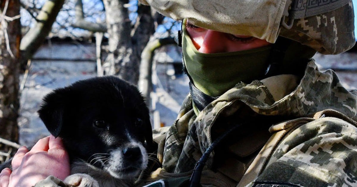 Find out what you can do to support animals in Ukraine