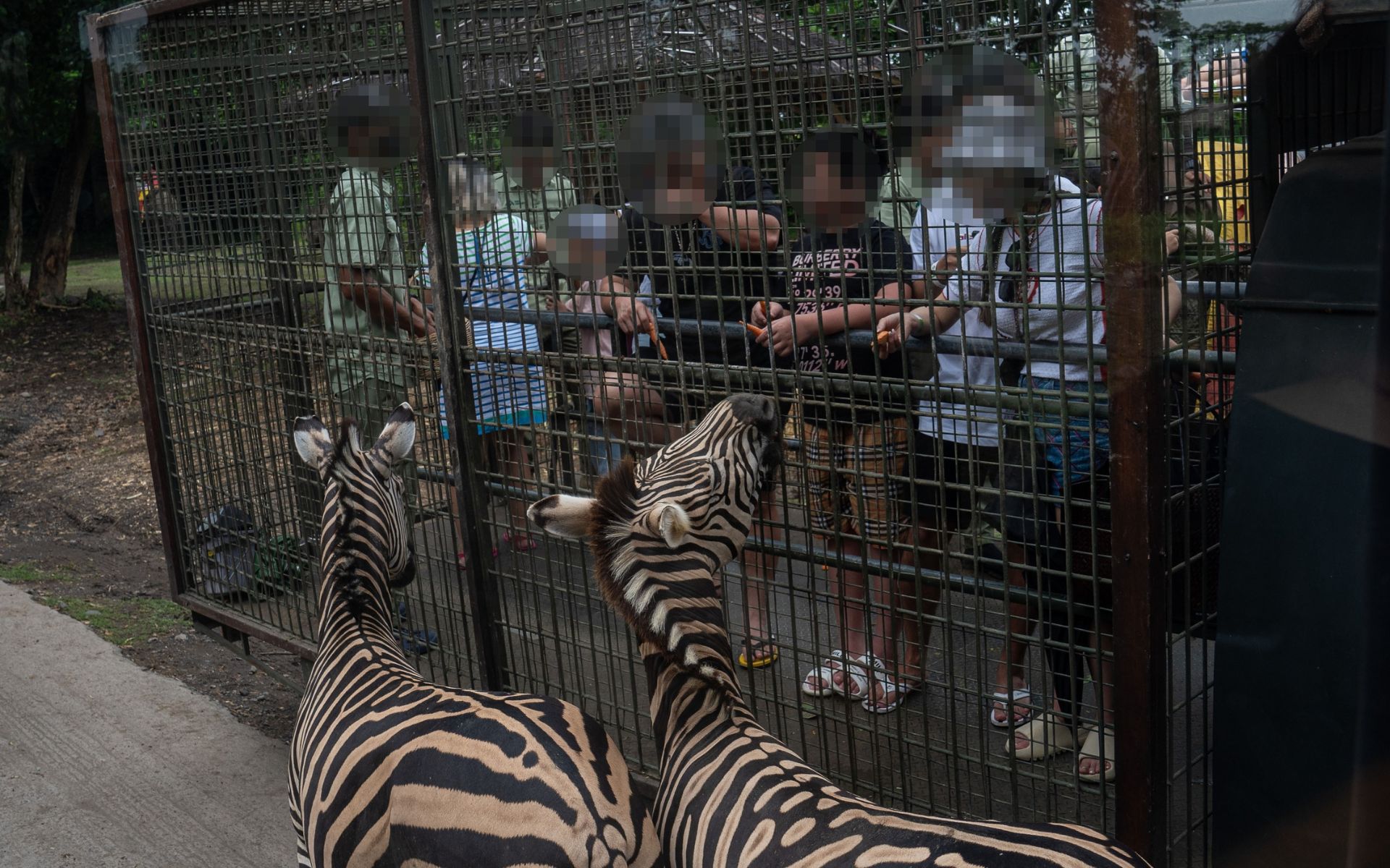 Captive zebras being exploited as a wild animal attraction in Bali. Image credit: World Animal Protection Andito Wasi